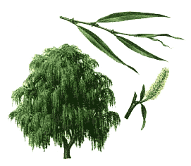 Keltisches Baumhoroskop Weidenbaum